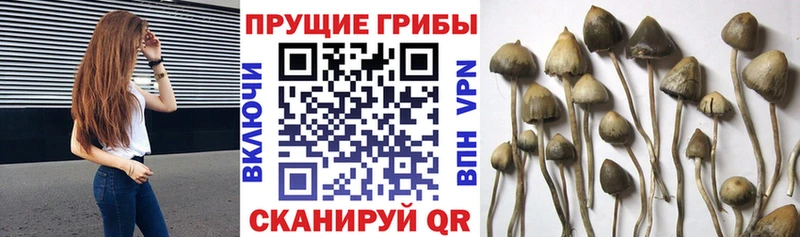 Псилоцибиновые грибы MAGIC MUSHROOMS  даркнет сайт  mega ТОР  Арск 